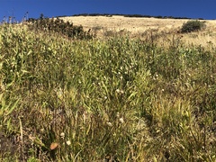 Triantha occidentalis