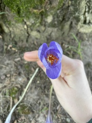 Crocus speciosus