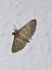 Herpetogramma phaeopteralis
