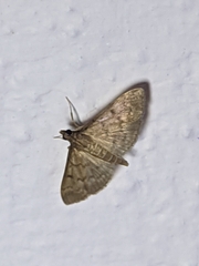 Herpetogramma phaeopteralis