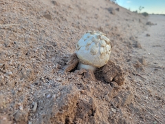 Agaricus deserticola
