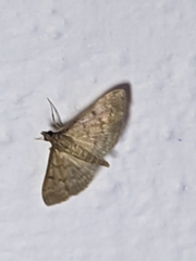 Herpetogramma phaeopteralis