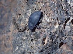 Hegeter amaroides