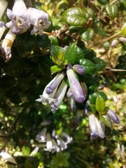 Rhaphithamnus spinosus