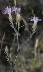 Centaurea paniculata