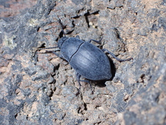 Hegeter amaroides