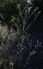 Centaurea paniculata