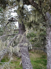 Usnea longissima