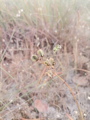 Cyanella