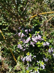 Rhaphithamnus spinosus