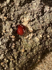 Actinia mediterranea