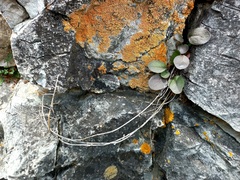 Noccaea cochleariformis