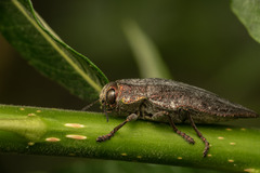 Ectinogonia buquetii