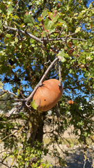 Andricus quercuscalifornicus