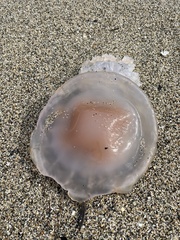 Cotylorhiza tuberculata
