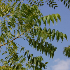Azadirachta indica