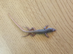 Aspidoscelis scalaris