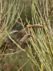 Cytisus oromediterraneus