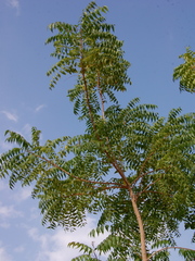 Azadirachta indica