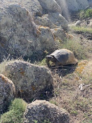 Testudo marginata