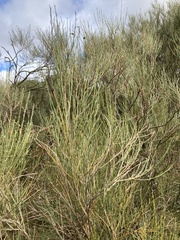 Cytisus oromediterraneus