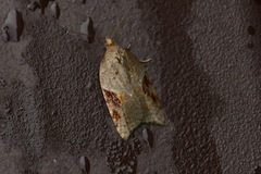 Acleris laterana
