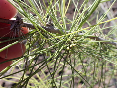 Asparagus arborescens image