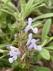 Salvia