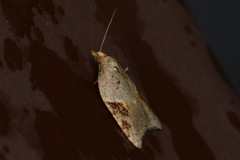 Acleris laterana