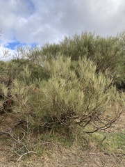Cytisus oromediterraneus