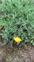 Eschscholzia californica
