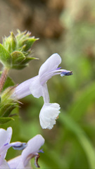 Salvia