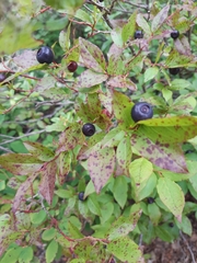 Vaccinium membranaceum