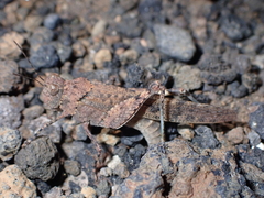 Sphingonotus rubescens