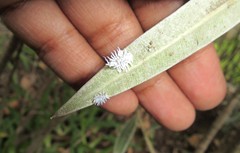 Cryptolaemus