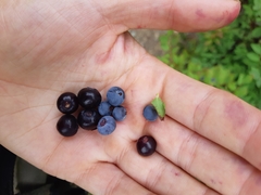 Vaccinium membranaceum