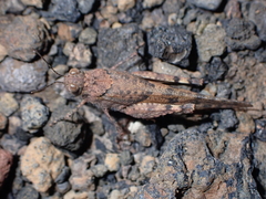 Sphingonotus rubescens
