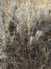 Artemisia cana