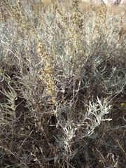 Artemisia cana