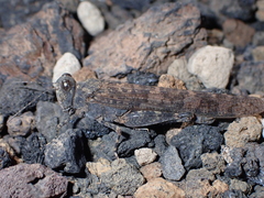 Sphingonotus rubescens