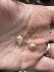 Arachis hypogaea
