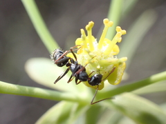 Camponotus feae
