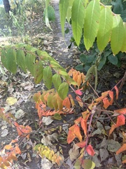 Rhus typhina