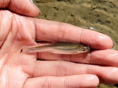 Notropis rubellus