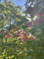 Rhus typhina