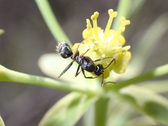 Camponotus feae