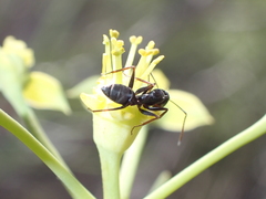 Camponotus feae