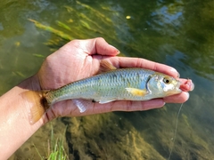 Luxilus chrysocephalus