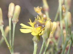 Halictus concinnus