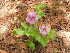 Lycianthes moziniana